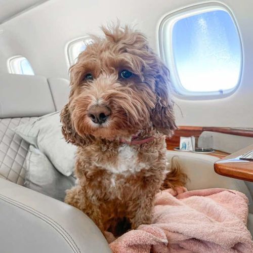 Information Library Sandy Paws Global Pet Relocations